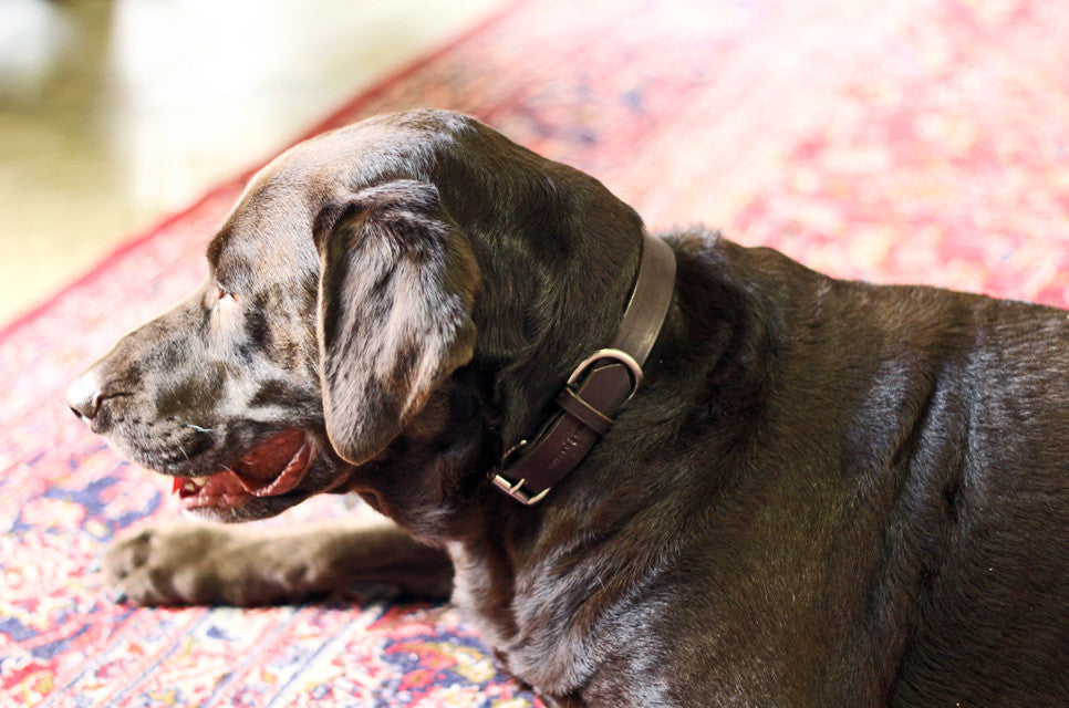 No. 115 - Dog Collar
